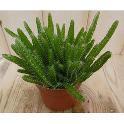2 stuks! Kamerplant Macho Milano Hylocereus Undatus