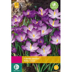 2 stuks Crocus species Ruby Giant 80 bollen