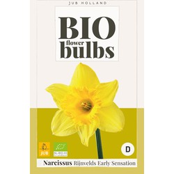 Narcissus Rijnvelds Early Sensation - bio