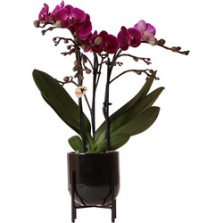 Kolibri Orchids | paarse Phalaenopsis orchidee Morelia in Nordic pot zwart – potmaat Ø9cm – 40cm hoog | bloeiende kamerplant in bloempot - vers van de kweker