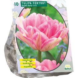 Bollen Tulipa Foxtrot 10 stuks