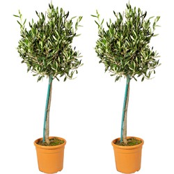2x Olea Europaea –  Olijfboom op stam –  Boom –  Winterhard -  ⌀19 cm - ↕80-90 cm