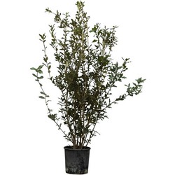 2 stuks! Steeneik solitair Quercus Ilex 112,5 cm