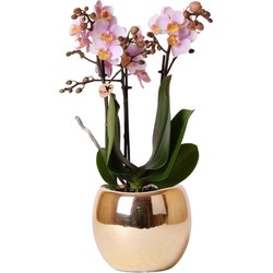 Kolibri Orchids | roze Phalaenopsis orchidee - Andorra + Bowl sierpot goud - potmaat Ø9cm - 40cm hoog | bloeiende kamerplant - vers van de kweker