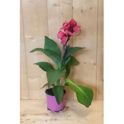 3 stuks - Canna rozerood