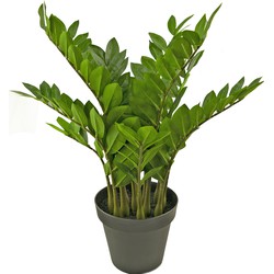 Kunstplant Zamioculcas 70 cm