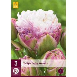 Tulipa peggy wonder