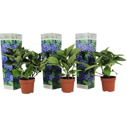 Hydrangea macrophylla - Blauw - Set van 3 - Hortensia - Pot 9cm - Hoogte 25-40cm