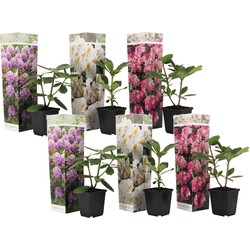 Rhododendron - Mix van 6 - Paars wit roze - Tuinplant - Pot 9cm - Hoogte 25-40cm