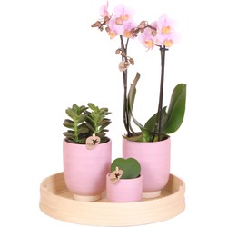 Kolibri Company | Complete Planten set Love | Groene planten set met roze Phalaenopsis Orchidee, Succulent en Hoya Kerrii incl. keramieken sierpotten & accessoire