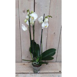 Kamerplant Vlinderorchidee phalaenopsis wit 3 takken
