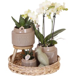 Kolibri Company | Gift set Jungle - Groene planten set met witte Phalaenopsis Orchidee en incl. keramieken sierpotten en accessoires