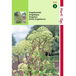 2 stuks - Engelwortel Angelica Arch.