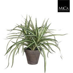 6 stuks! Dracaena wit in pot stan grijs d11,5 cm h34xd40 cm Mica Decorations (e)