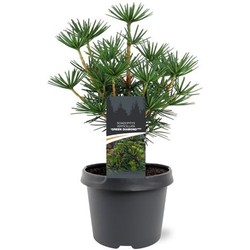 Sciadopitys verticillata Green Diamond pbr 25-30 cm Conifeer