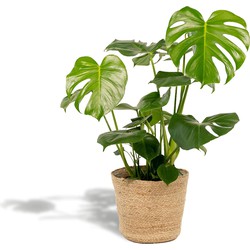 Hello Plants Monstera Deliciosa Gatenplant in Mand Selin - Ø 21 cm - Hoogte: 80 cm - Kamerplant