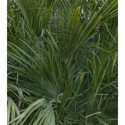 winterharde palmboom chamaerops humilis 160 cm hoog