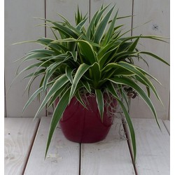 Chlorophytum in donkerrode pot 25 cm