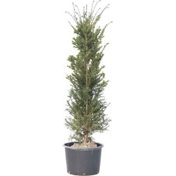 2 stuks! Taxushaag 140 cm Taxus baccata 150 cm