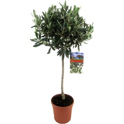 olea europaea - Olijfboom op stam - Pot 21cm - Hoogte 90-100cm