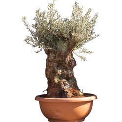 Olijfboom Bonsai decoschaal Olea europaea 95 cm boom - Warentuin Natuurlijk