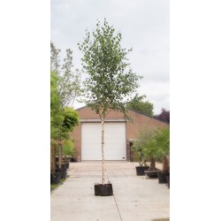 Ruwe berk Betula pendula h 550 cm st. omtrek 19 cm