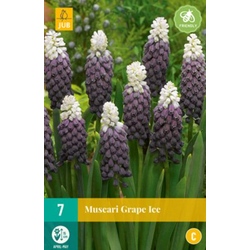 Muscari Grape Ice