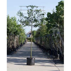 Sierpeer als leiboom Pyrus call. Chanticleer h 300 cm st. omtrek 10 cm st. h 180 cm