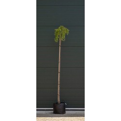 Japanse treurlork Larix kaempferi Stiff Weeper h 200 cm st. omtrek 8 cm st. h 180 cm