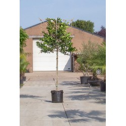 Hulst als leiboom Ilex Nellie R. Stevens h 270 cm st. omtrek 8 cm st. h 150 cm