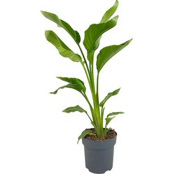 ZynesFlora - Strelitzia Nicolai - Paradijsvogelplant - Kamerplant in pot - Ø 19 cm - Hoogte: 70 - 80 cm - Plant - Kamerplant