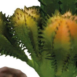 Repto Aquadistri plant cactus