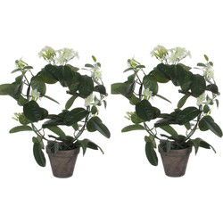 Mica Decorations Kunstplant - 2x - Stephanotis bruidsbloem - wit - 50x40 cm - Kunstplanten
