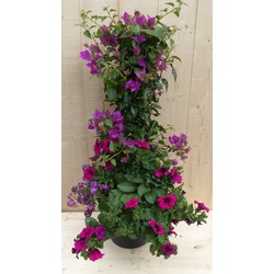 Plastic plantenbak antraciet Bougainvillea roze met zomerbloeiers roze h80 cm