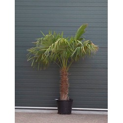 Chinese waaierpalm Trachycarpus Fortunei h 160 cm st. h 70 cm - Warentuin Natuurlijk