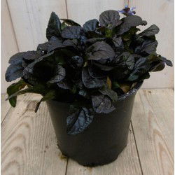 3 stuks! Zenegroen Ajuga donkerrood
