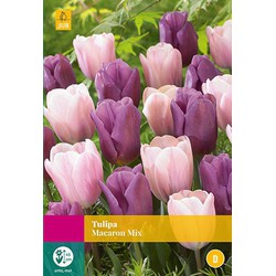 3 stuks Tulipa Macaron mix 12 bollen