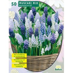 2 stuks - Muscari Mix per 50