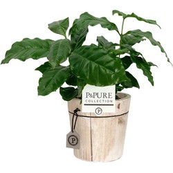 ZynesFlora - Coffea Arabica in Houten Sierpot - Kamerplant in pot - Ø 12 cm - Hoogte: 25 cm - Koffieplant