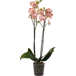 Green Bubble Ravello orchidee (Phalaenopsis) - 70cm  