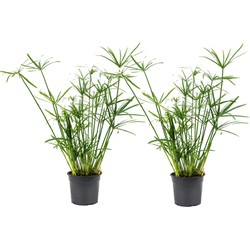 Cyperus alternifolius - Set van 2 - Parapluplant - Pot 14cm - Hoogte 40-50cm