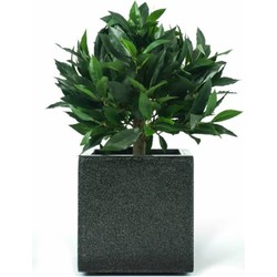 Kunstplant Laurier Boom Deluxe 33 cm