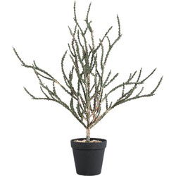 PTMD Kunsttak Sorghum - 37x46x50 cm - Gras - Zwart