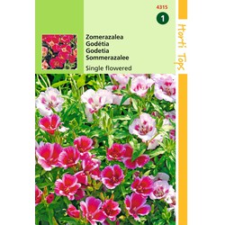 2 stuks - Samen Godetia Sommer-Azalee Einzelblüte gemischt - Hortitops