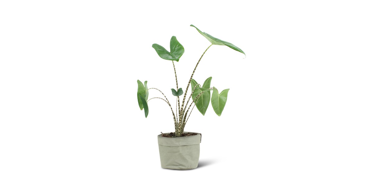We Love Plants - Alocasia Zebrina + Plantbag Jade - 75 cm hoog - Zebra Plant