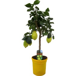 Citrus limon - Citroenboom - Fruitboom - Groenblijvend - ⌀21 cm - ↕70-80 cm