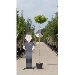 Bol Japanse noot Ginkgo biloba Mariken h 255 cm st. omtrek 8 cm st. h 220 cm