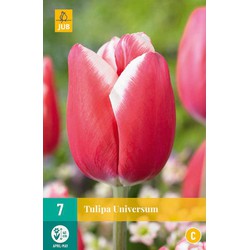 Tulipa universum