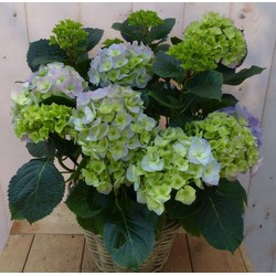 Hortensia in een mand blauw