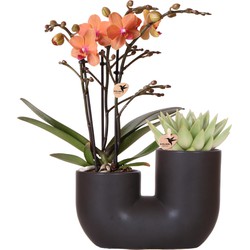 Kolibri Orchids | Set van oranje orchidee Bolzano en succulent in Tube sierpot black - potmaat Ø9cm | bloeiende kamerplant - vers van de kweker